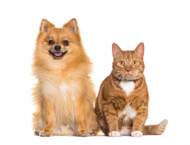 Cat and dog together, Spitz and Ginger crossbreed cat, wearing a blue collar and a green bell, isolated on white