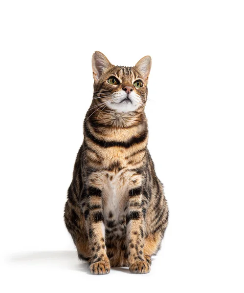 Bengal Cat Sitting Looking Isolated White — Zdjęcie stockowe