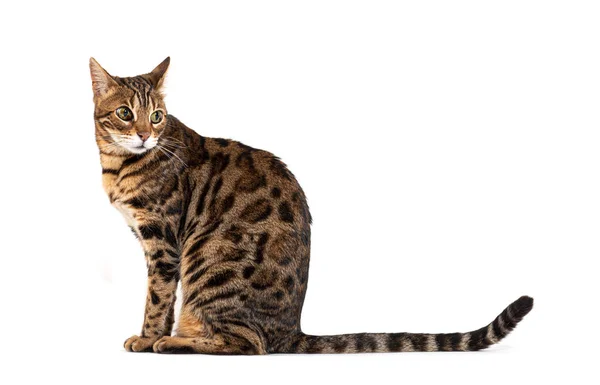 Side View Bengal Cat Sitting Isolated White —  Fotos de Stock