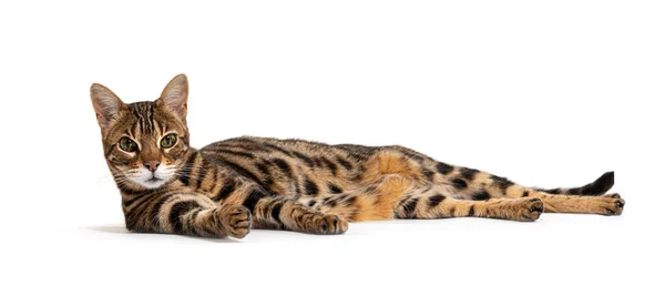 Bengal Cat Lying Looking Camera Isolated White — Stock Fotó