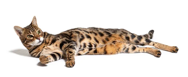 แมวเบงกอลนอนลง แยกต วบนส ขาว — ภาพถ่ายสต็อก