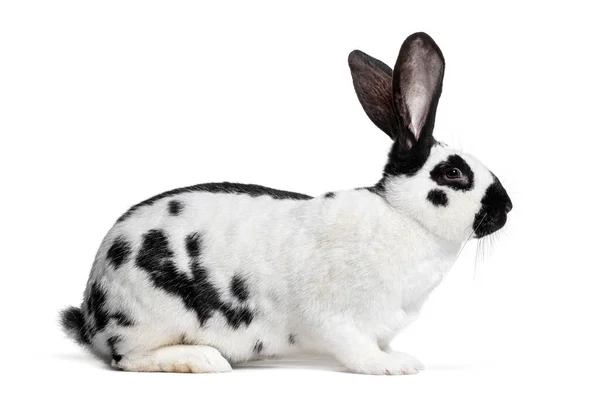 Side View Checkered Giant Rabbit Isolated White — Stock fotografie