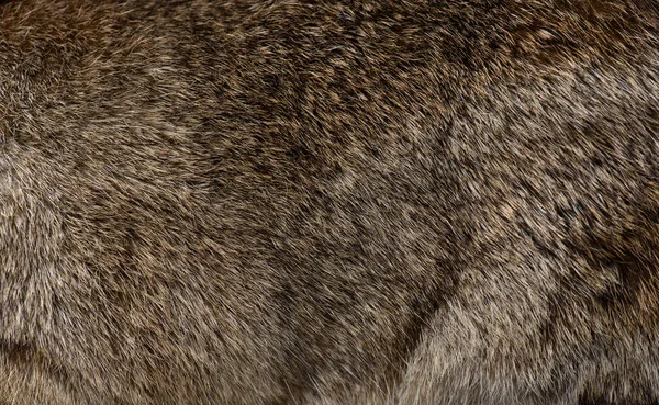 Detail Macro European Rabbit Fur — Stock Fotó