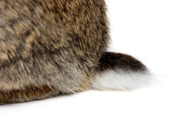 Side View Young European Rabbit Bunny Tail Oryctolagus Cuniculus Isolated — Stock Fotó