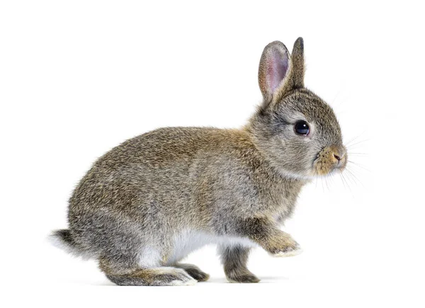 Side View Young European Rabbit Bunny Oryctolagus Cuniculus — Fotografia de Stock