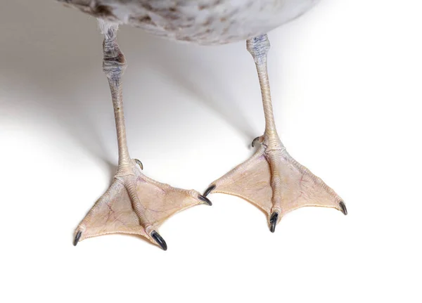 Close Webbed Feet European Herring Gull One Year Old Plumage — ストック写真