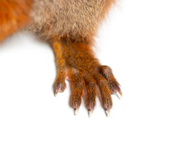 Close Hand Fingers Eurasian Red Squirrel Sciurus Vulgaris One Year — Zdjęcie stockowe