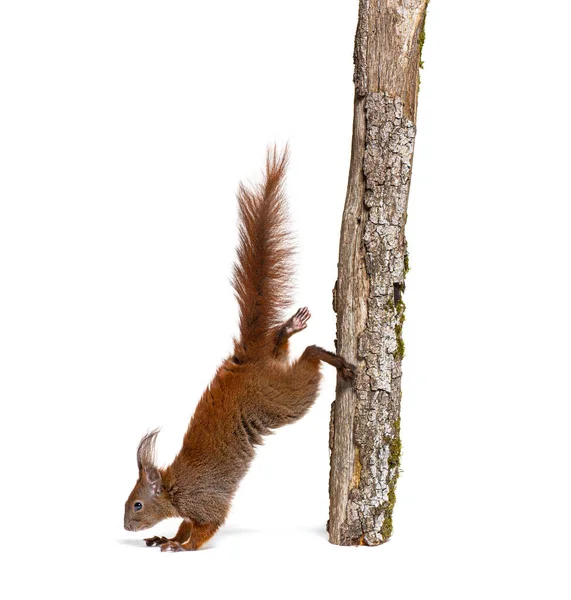 Eurasian Red Squirrel Getting Tree Branch Sciurus Vulgaris Isolated White — Stock Fotó