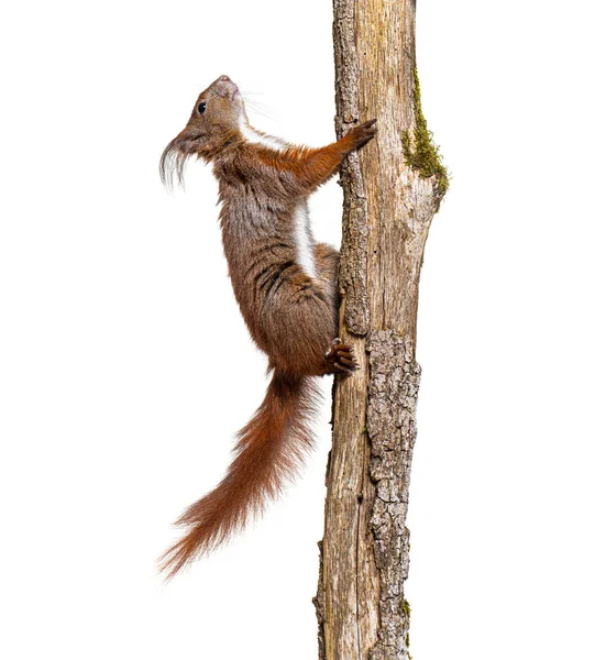 Eurasian Red Squirrel Climbing Tree Branch Sciurus Vulgaris Isolated White — Stok fotoğraf