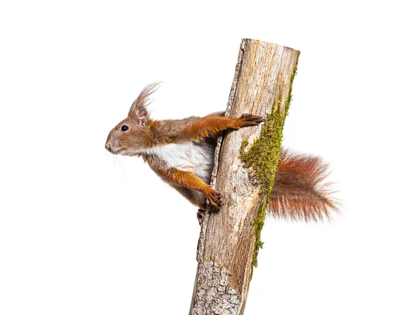 Eurasian Red Squirrel Climbing Tree Branch Sciurus Vulgaris Isolated White — Stok fotoğraf