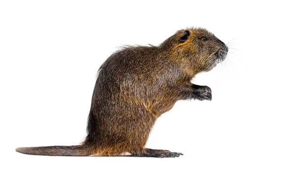 Side View Nutria Coypu Its Hind Legs Myocastor Coypus Isolated — ストック写真