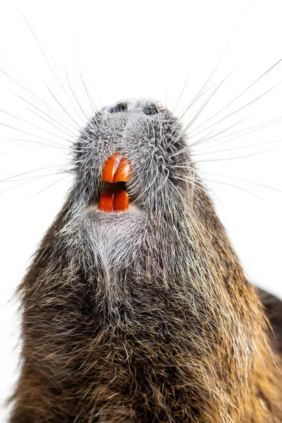 Details Teeth Whiskers Coypu Myocastor Coypus Isolated White — Foto de Stock