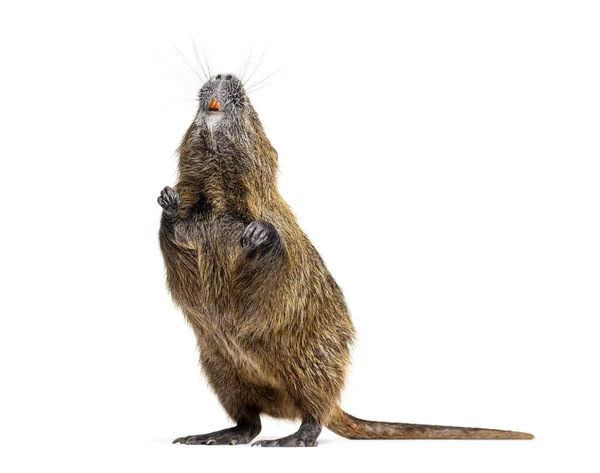 Coypu Standing Hind Legs Myocastor Coypus Isolated White — 图库照片