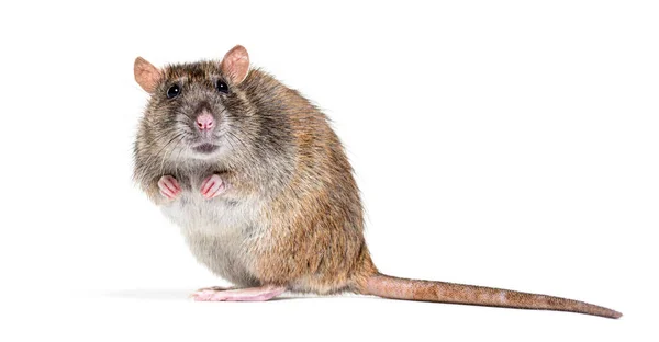 Side View Brown Rat Looking Camera Its Hind Legs Rattus — Foto Stock