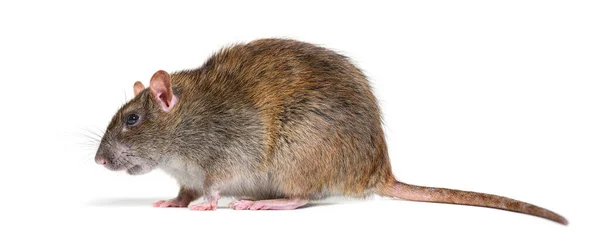 Side View Brown Rat Rattus Norvegicus Isolated — 图库照片