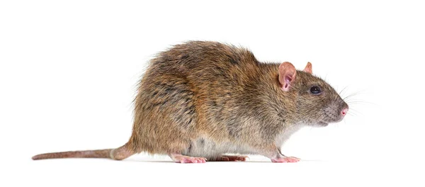 Rato Gigante` é encontrado em esgoto no México (Vídeo)