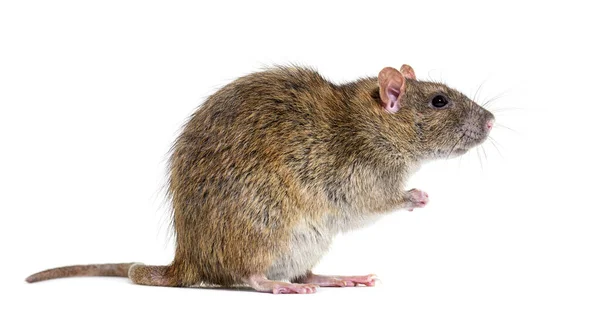 Боковой Вид Коричневой Крысы Задних Лапах Rattus Norvegicus Изолированный — стоковое фото