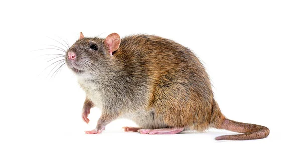 Side View Brown Rat Rattus Norvegicus Isolated — Stockfoto