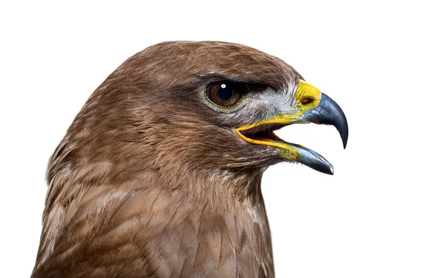 Side View Common Buzzard Bird Buteo Buteo Isolated White — Stockfoto