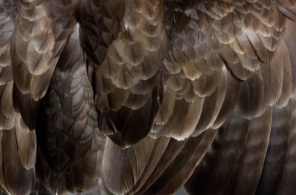 Λεπτομέρεια Φτερών Μακρό Κοινό Όρνιο Buteo Buteo — Φωτογραφία Αρχείου
