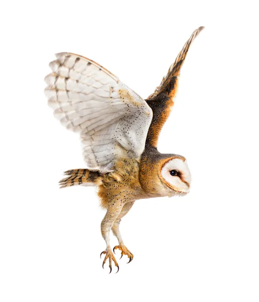 Side View Barn Owl Nocturnal Bird Prey Flying Wings Spread — Stock Photo, Image
