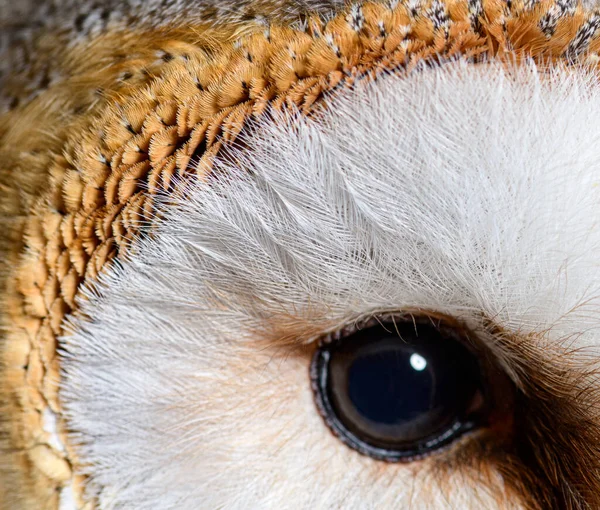 Small Feathers Eye Nocturnal Bird Prey Barn Owl Tyto Alba — Stockfoto