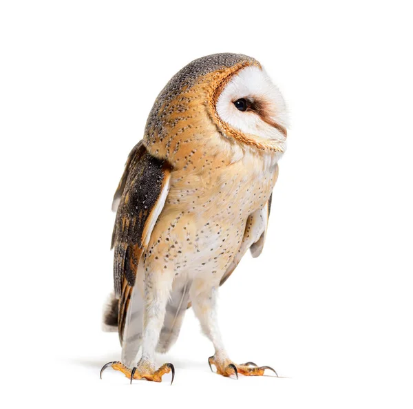 Barn Owl Looking Away Tyto Alba Standing Isolated White — Stok fotoğraf