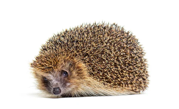 European Hedgehog Looking Camera Isolated White — Zdjęcie stockowe