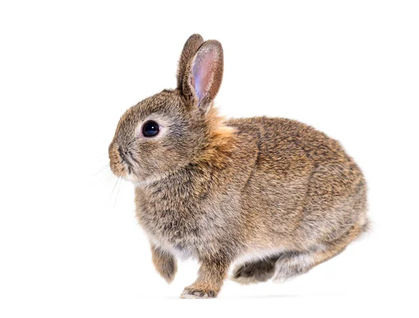 Side View Young Bunny European Rabbit Jumping — 图库照片