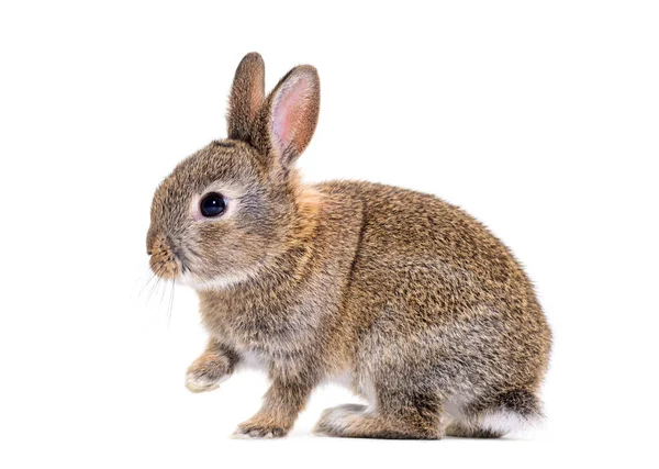 Side View Young European Rabbit Oryctolagus Cuniculus — Fotografia de Stock