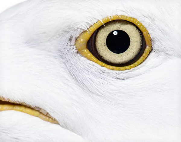Κοντινό Πλάνο Στο European Herring Gull Eye Larus Argentatus — Φωτογραφία Αρχείου