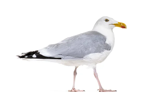 Side View Mature European Herring Gull Larus Argentatus — Stockfoto