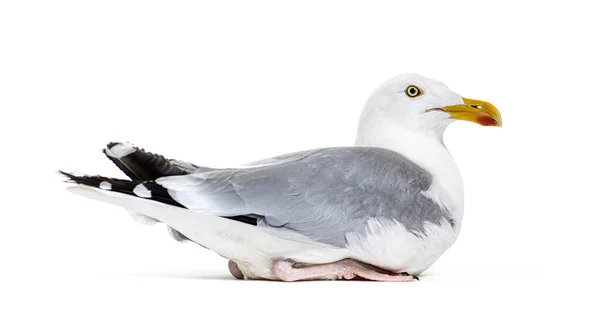 Side View Mature European Herring Gull Larus Argentatus — 图库照片