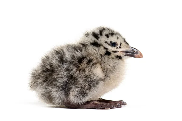 Twenty Four Hours Chick European Herring Gull Larus Argentatus — 스톡 사진