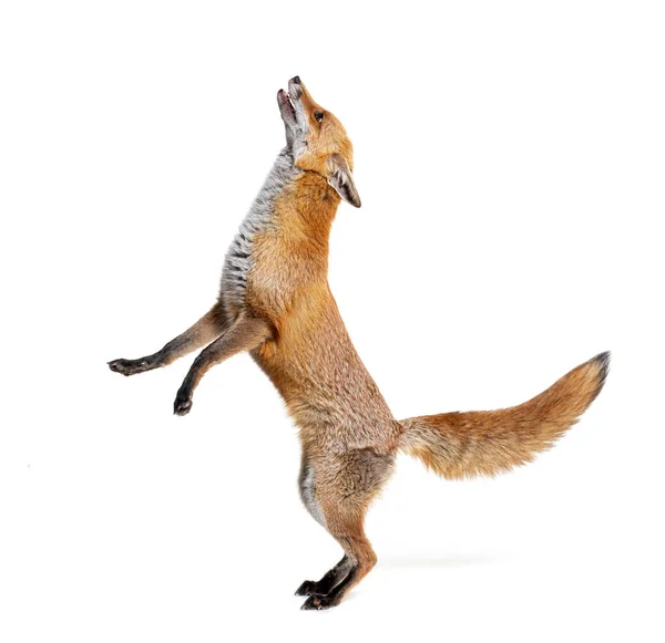 Red Fox Jumping Looking Two Years Old Isolated White — Foto de Stock