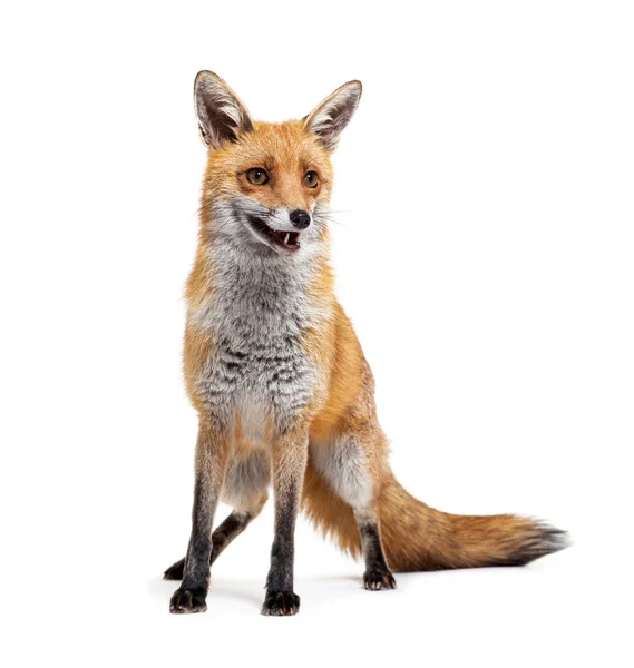 Red Fox Standing Front Two Years Old Isolated White — kuvapankkivalokuva