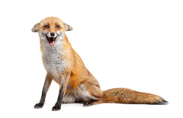 Red Fox Making Face Two Years Old Isolated White — ストック写真