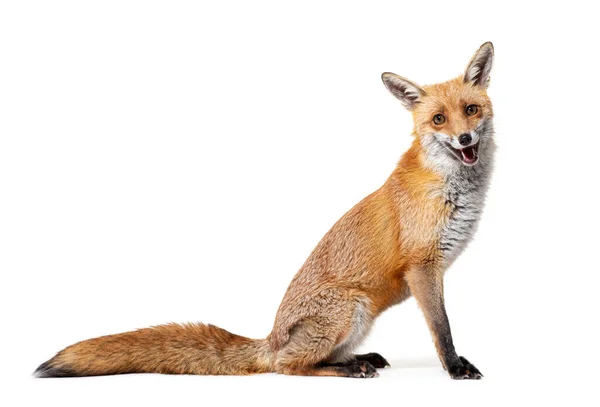 Side View Red Fox Looking Camera Two Years Old Isolated — Fotografia de Stock