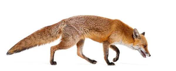 Side View Red Fox Looking Walking Away Two Years Old — 스톡 사진