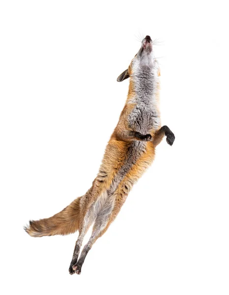 Red Fox Jumping Two Years Old Isolated White — Stock Photo, Image