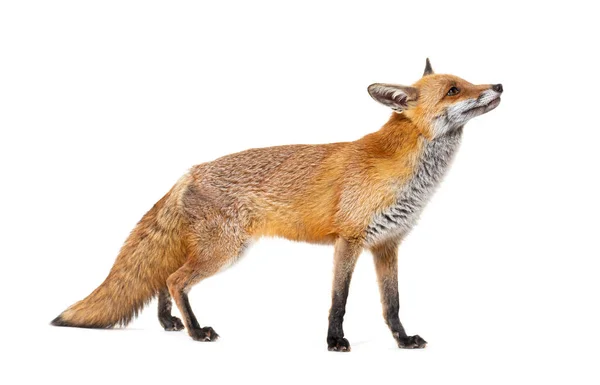 Side View Red Fox Looking Two Years Old Isolated White — Fotografia de Stock