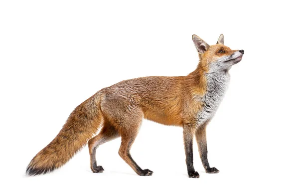 Side View Red Fox Looking Two Years Old Isolated White — Foto Stock