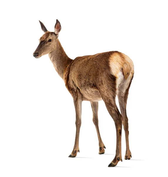 Rear View Doe Red Deer Female Looking Camera — Foto de Stock