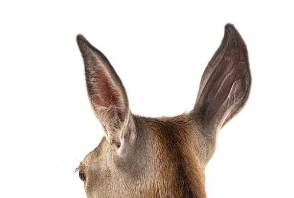 Head Shot Doe Detail Ears Female Red Deer Isolated White — Stock Photo, Image
