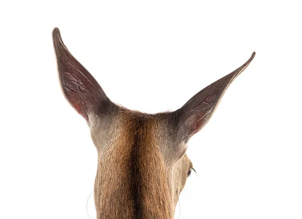 Head Shot Doe Detail Ears Female Red Deer Isolated White — Foto de Stock