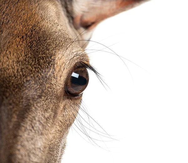 Detail Doe Eye Lookout Female Red Deer Isolated White — Stok fotoğraf