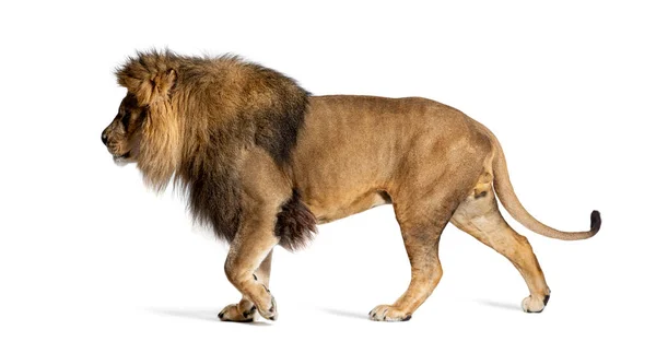Side View Male Adult Lion Walking Away Panthera Leo Isolated — Stock Photo, Image
