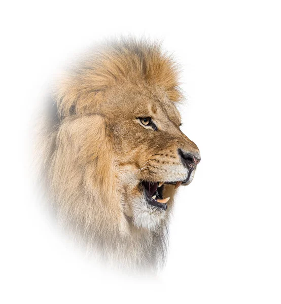 Αρσενικό Λιοντάρι Που Βρυχάται Και Δείχνει Δόντια Του Κυνόδοντες Panthera — Φωτογραφία Αρχείου