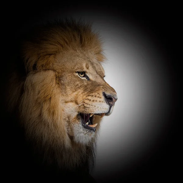 Male Adult Lion Roaring Showing Its Teeth Fangs Black Circle — Fotografia de Stock