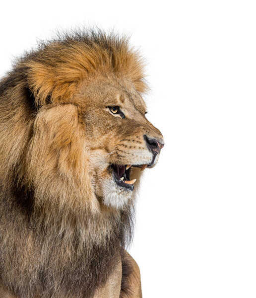 Male adult lion roaring and showing its teeth, fangs, Panthera leo, isolated on white